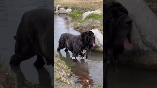 The Neapolitan Mastiff [upl. by Gilmer479]