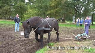 Dag van het ploegpaard 2019 in Orvelte [upl. by Enyalahs]