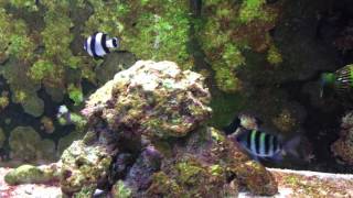 Damselfish Community Aquarium [upl. by Ymassej]