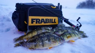 PERCH Feeding FRENZY Ice Fishing 2019 [upl. by Emelita]