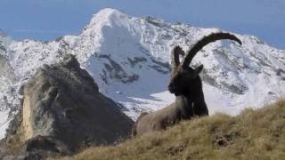 Gran Paradiso National Park  Italy [upl. by Ellebana]