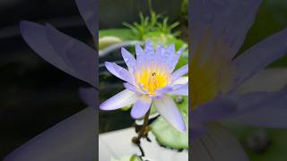 Water Lilly trendingwaterlily flowers [upl. by Ysteb154]