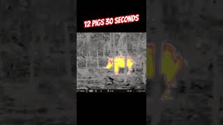 12 PIGS 30 SEC PULSAR THERMION DUO DXP50 feral pig contract pestcontrol pulsar [upl. by Tut863]