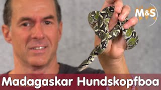 Sanzinia Basic  Madagaskar Hundskopfboa tree boa  Reptil TV [upl. by Ehpotsirhc]