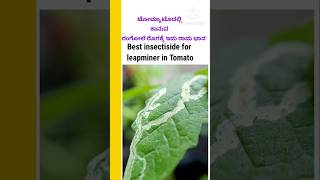 ಟೋಮ್ಯಾಟೊದಲ್ಲಿ 🍅ರಂಗೋಲೆರೊಗಕ್ಕೆ ಪರಿಹಾರleapminer in tomatoyoutubersshorts shorts farmeragriculture [upl. by Kinney]