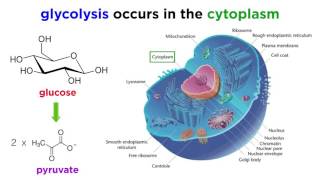 Cellular Respiration Part 1 Glycolysis [upl. by Naruq]