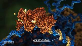 HIV Reverse Transcriptase Action [upl. by Aviv]