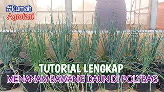 Tutorial Lengkap Cara Menanam Bawang Daun Dari Biji Sampai Panen di Polybag [upl. by Asor711]