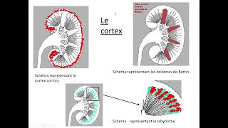 histologie de lappareil urinaire [upl. by Eemla]