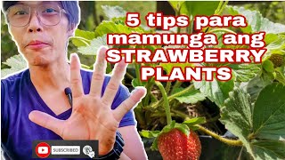 Strawberry sa Mainit na lugar 5 Tips para Mamunga ang Strawberry Plants strawberry [upl. by Omsoc214]