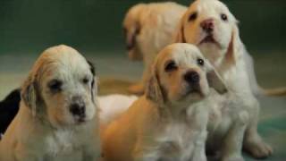 English Setters puppies  4 weeks Kennel Marisett [upl. by Garnet]