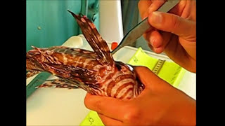 The Lionfish Tutorials Dissection [upl. by Thisbee]