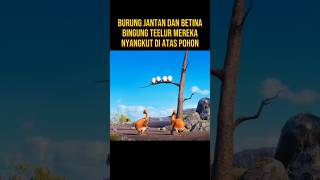 BURUNG JANTAN INI KABUR MENINGGALKAN TELUR DAN ISTRINYA alurceritaflim film [upl. by Desdemona]