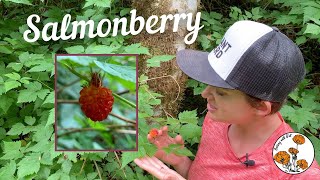 Salmonberry Ep22  Botany with Brit [upl. by Acinomahs760]