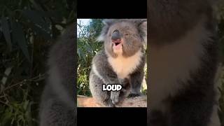 The Stunning Sound Of Koala  A Very Loud Song 😨 [upl. by Potash]