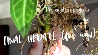 HEARTBREAKING’ FINAL UPDATE  propagation projects [upl. by Acirrej385]