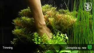 Limnophila hippuridoides [upl. by Sibbie659]