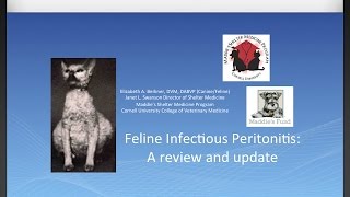 Feline Infectious Peritonitis A Review and Update  conference recording [upl. by Debo]