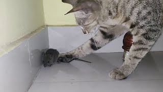 CAT VS MOUSE SEASON 2  CAT EATS MOUSE ALIVE  RAT EATEN BY CAT PART 2 [upl. by Sixel]