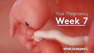 7 Weeks Pregnant  What to Expect [upl. by Shull974]