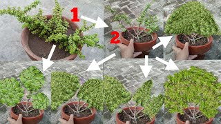 How to make jade bonsai first pruning  how to style jade bonsai [upl. by Stokes]