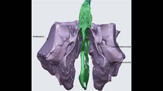 Ethmoid Bone 3D Anatomy [upl. by Ainslee]