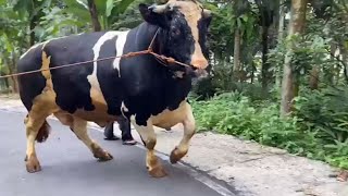 SAPI LANGKA FH RAKSASA ngamuk Pohon depan kandang roboh🔥 [upl. by Ahsieyn]