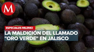 La maldición del aguacate  Especiales Milenio [upl. by Corabella]