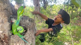 A young man journey in the woods and see parrots on a tree nest wildlife birdnet wildbirds [upl. by Haela]