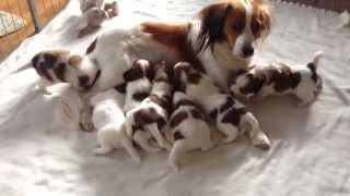 Duckhills Kooikerhondje 26 days [upl. by Areek]