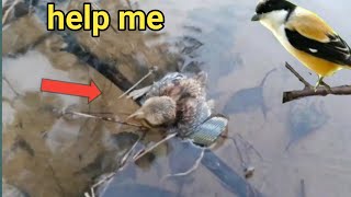 baby bird almost dies as a result of being swept into the river bird eps 244 [upl. by Alexia974]