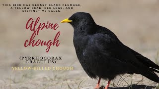 Alpine chough  Yellow billed chough Pyrrhocorax graculus  Big black bird with yellow beak [upl. by Stambaugh]