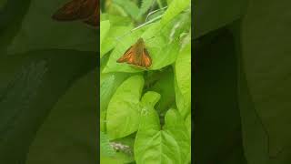 A cute Large Skipper just chilling on a leaf [upl. by Ellyn]