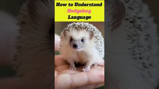 How to Understand Hedgehog Language shorts animalbehavior [upl. by Billie]