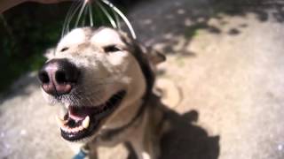 Perro disfrutando de un masaje en la cabeza  Dog enjoying a head massage [upl. by Lapham702]