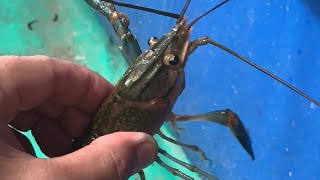 Paalala  Iwas SCAM sa Crayfish Farming🦞🦞🦞 [upl. by Sallad]