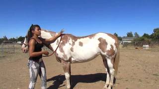 How to Mount a Horse Bareback [upl. by Rosa]