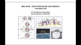 14 Architecture dynamique des membranes cellulaires [upl. by Gunzburg]