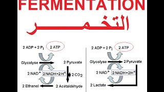 التخمر و إنتاج الطاقة Fermentation et production dénergie ATP [upl. by Acined]