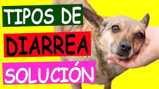 Tipos de DIARREA EN PERROS Una Guía Completa [upl. by Farlie]