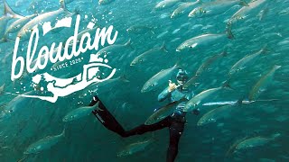 EPIC DIVING  SPEARFISHING SOUTH AFRICA [upl. by Abroms]