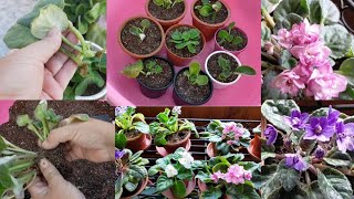 How to Propagate African Violet From Leaves  Soil Mix Fertilizer Light Watering A Simple Care [upl. by Lemmy]