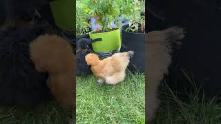 Tuesday night with silkies chickens petchicken backyardchickens fluffychicks silkies [upl. by Darcee]