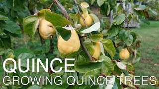 Growing Quince Fruit Trees [upl. by Corri]