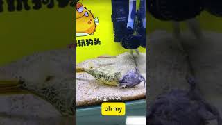 chelydra vs pufferfish You cant guess the result video nature animal fish fun funnyvideos [upl. by Anerec]