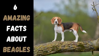 6 MUSTKNOW Facts About Beagle Dogs [upl. by Tiram]