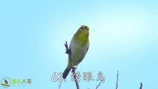 100种最好听的鸟叫声大全，百鸟争鸣声声脆，最美声音在自然！ [upl. by Atekal]