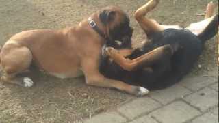 Rottweiler vs Boxer [upl. by Nythsa]