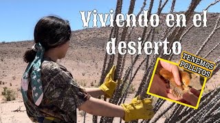 60🔥RESCATANDO OCOTILLOS🔥TENEMOS POLLITOS🐥 VIDA EN EL DESIERTO🌵ocotillo vlog campo [upl. by Yunick]