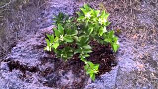 Starting a tropical tree orchard in Florida avocado and limequat [upl. by Grosvenor413]